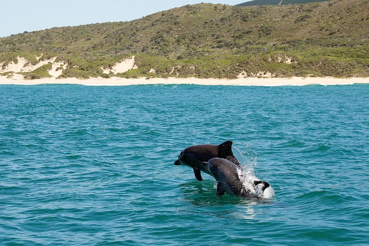 Knysna Dolphin Watching & Garden Route Coastline Experience - Photo 1 of 11